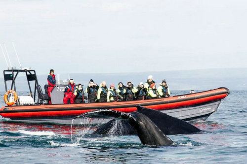 whale watching aluminum rib boats